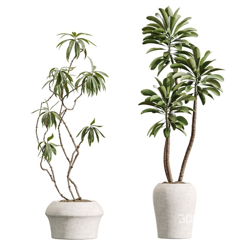 AV Indoor Plants Set 414 Cyara Palm and Euphorbia Drupifera and Ficus Marginata and Ficus Elastica Image 3