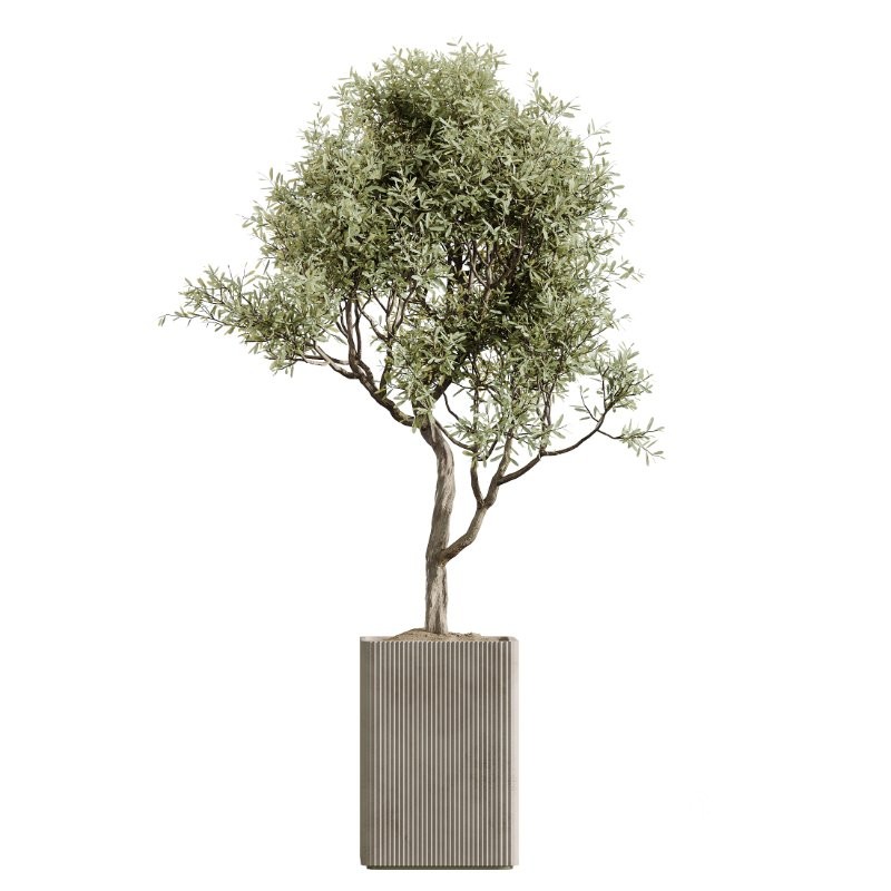 AV Indoor Plants Set 430 Eucalyptus Olive Banana Yucca Palm Image 1