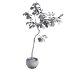 Curved Indoor Ficus Tree in Light Stone Pot - Thumbnail 1