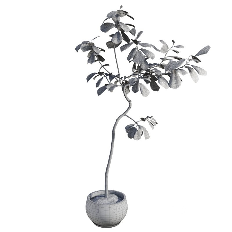 Curved Indoor Ficus Tree in Light Stone Pot Image 1