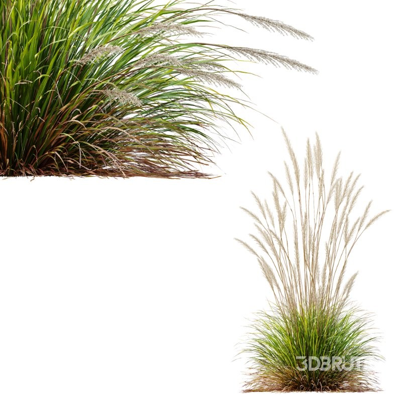 ntal grass set. Featuring the iconic Calamagrostis Acutiflora ‘Karl Foerster’—known for its tall, upright plumes—and the soft, arching forms of Stipa Arundinacea (Anemanthele Lessoniana), this collection captures the subtle beauty and dynamic movement of real-world meadow vegetation. Image 12