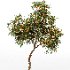 AV fruit trees Amygdalus Persica Peach and Orange tree - Thumbnail 4