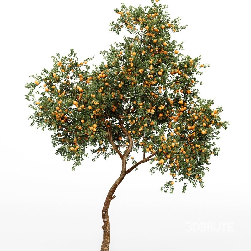 AV fruit trees Amygdalus Persica Peach and Orange tree Image 4
