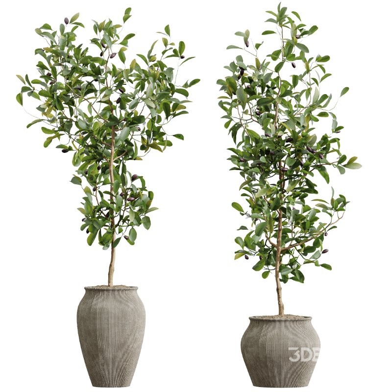 AV Indoor Plants Set 415 Banana and Briful Pachira and Cunjevoi Alocasia and Yucca Image 4