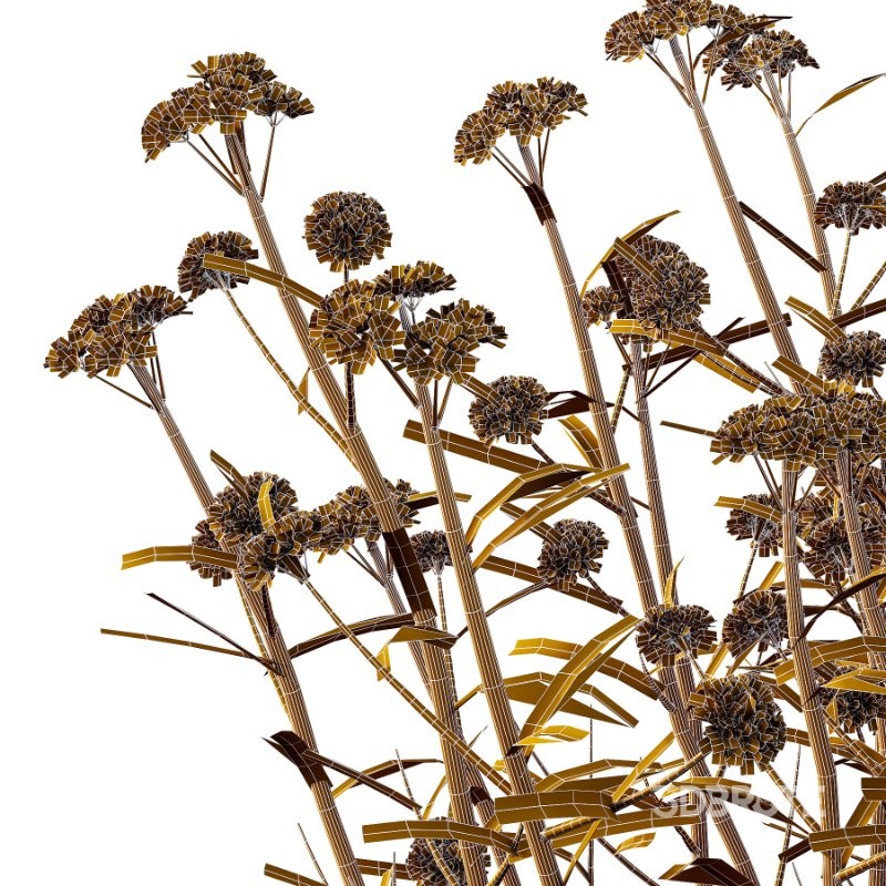 Verbena Bonariensis Plant 01 Image 6