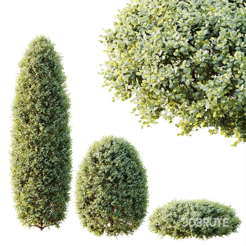 AV Calluna Vulgaris Helena Summer Broom Heather Garden Girls and Concinna Bonsai Pruned Image 7