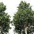 AV Carpinus Betulus 3 trees - Thumbnail 5