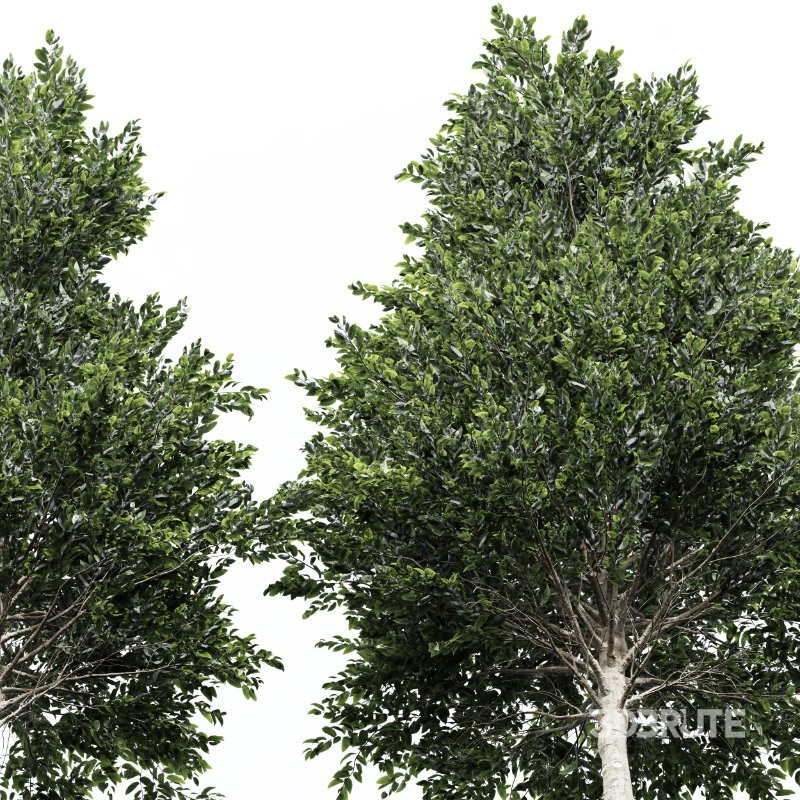 AV Carpinus Betulus 3 trees Image 5