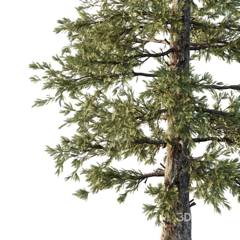 Douglas Fir Tree 03 Image 2