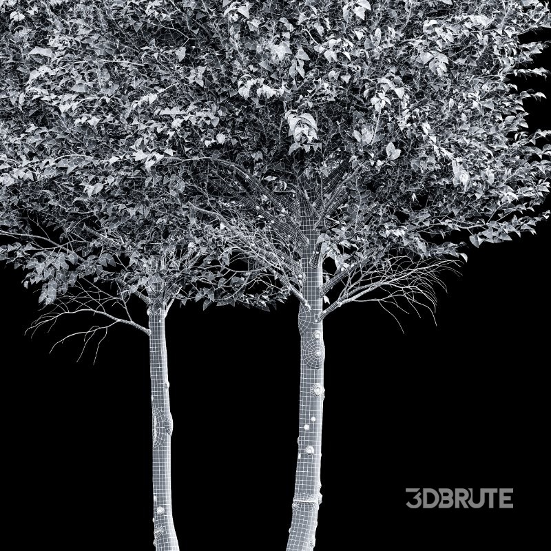 AV Carpinus Betulus 3 trees Image 7