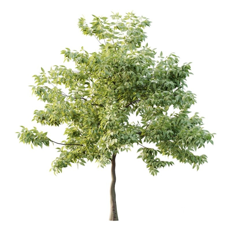 Diffrent Tree Tilia platyphyllos Celtis australis 03 Image 2