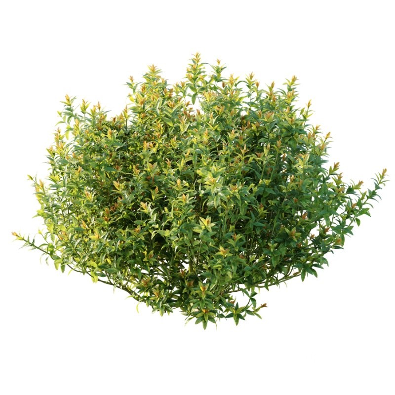 Spirea Japanese Bushes 03 Image 4