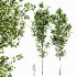 AV Metasequoia glyptostroboides and Birch 3 trees - Thumbnail 1