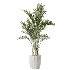 AV Indoor Plants Set 416 Olive tree and Areca Palm and Yucca Elephantipes and Ravenala Banana - Thumbnail 6