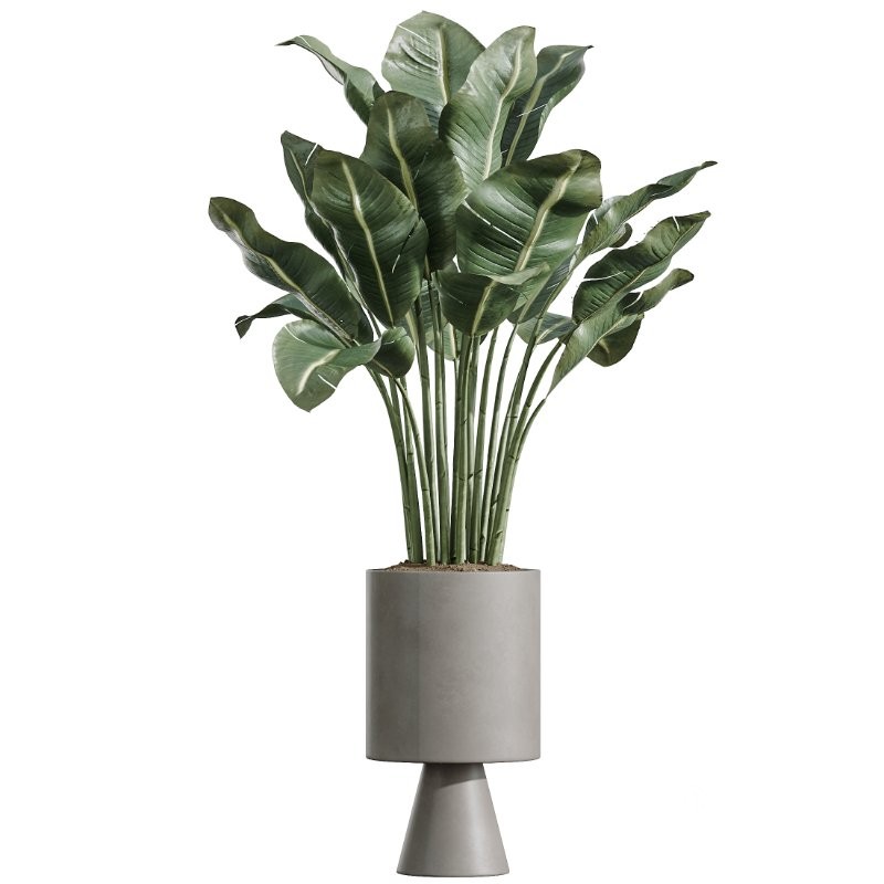 AV Indoor Plants Set 422 Ficus Binnendijkii and Zamiifolia and Green Sansevieria and ParadiseBird Image 4