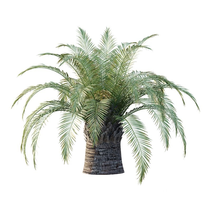 Sago Palm Tree 01 Image 2