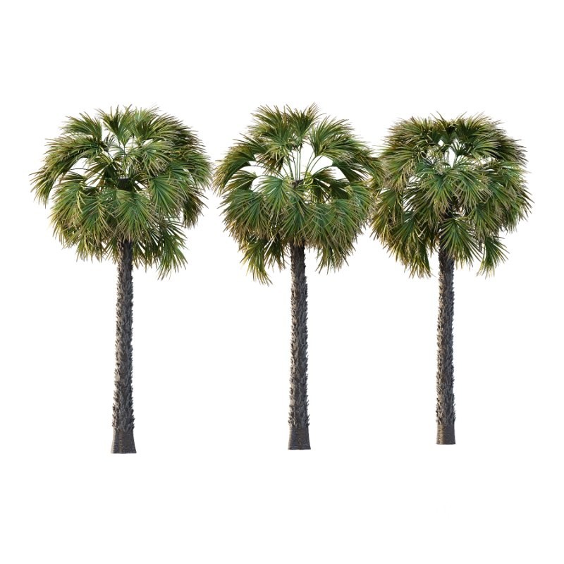 Washingtonia Robusta Palm Tree 01 Image 1
