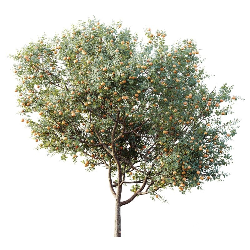 AV Plants Citrus Dancy Mandarin Tangerine Version02 Image 1