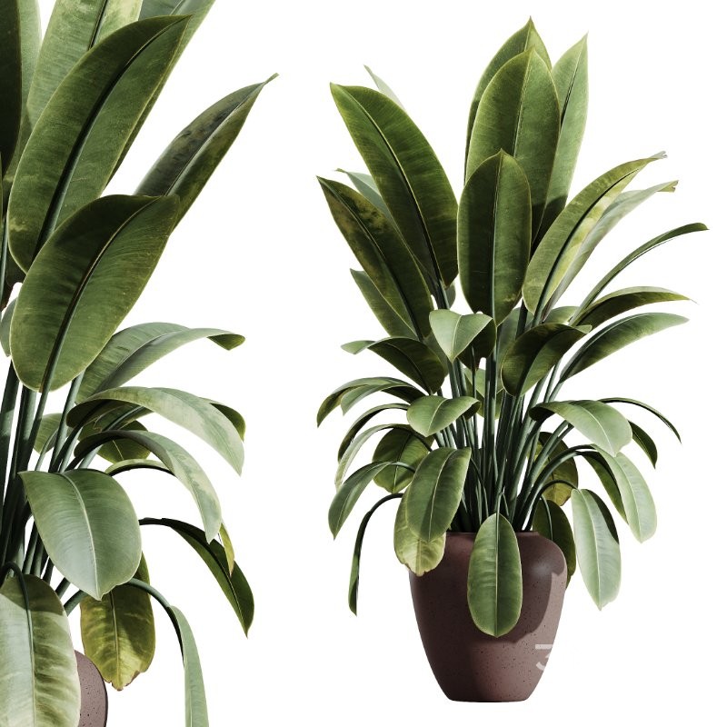 AV Indoor Plants Set 414 Cyara Palm and Euphorbia Drupifera and Ficus Marginata and Ficus Elastica Image 2