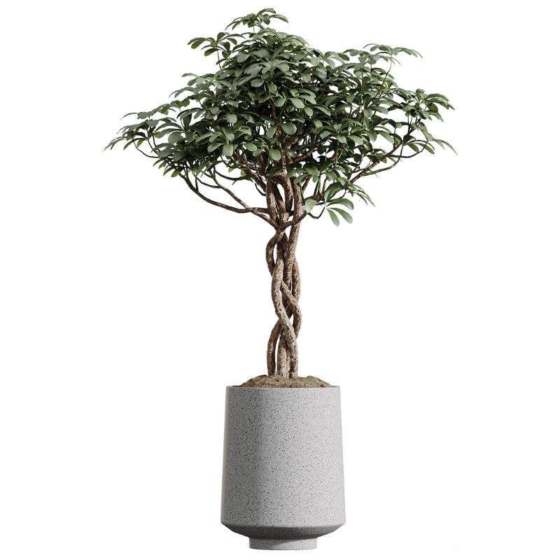 AV Indoor Plants Set 427 Olive Banana Palm Aspidistra Image 3