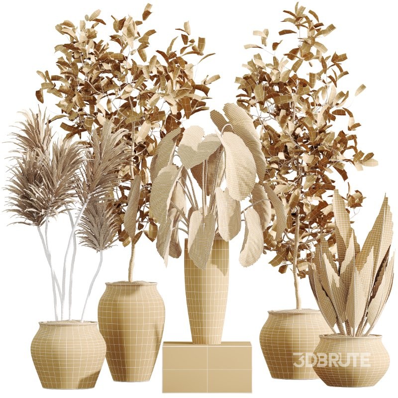 AV Indoor Plants Set 415 Banana and Briful Pachira and Cunjevoi Alocasia and Yucca Image 5