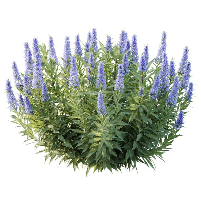 Leucophyllum frutescens Echium candicans Pride of Madeira Bush Image 2