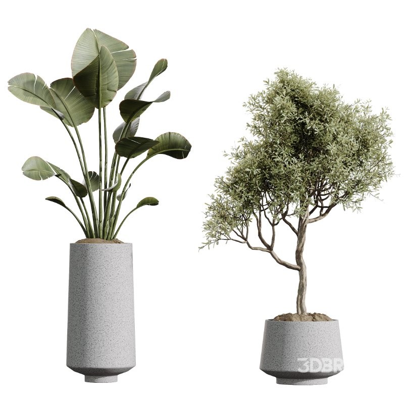 AV Indoor Plants Set 427 Olive Banana Palm Aspidistra Image 6