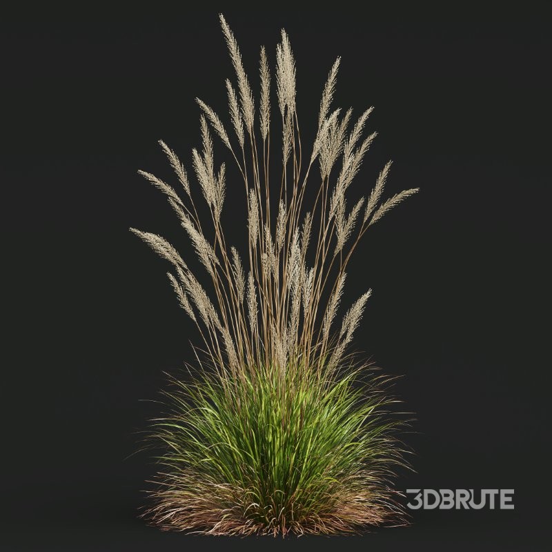ntal grass set. Featuring the iconic Calamagrostis Acutiflora ‘Karl Foerster’—known for its tall, upright plumes—and the soft, arching forms of Stipa Arundinacea (Anemanthele Lessoniana), this collection captures the subtle beauty and dynamic movement of real-world meadow vegetation. Image 5