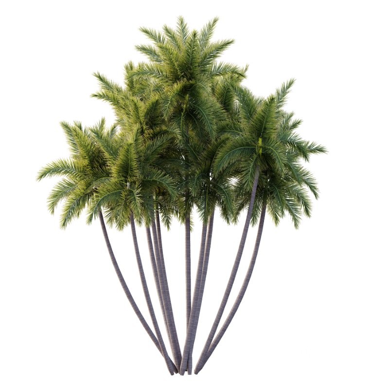 Roystonea Regia Tree 11 Image 3