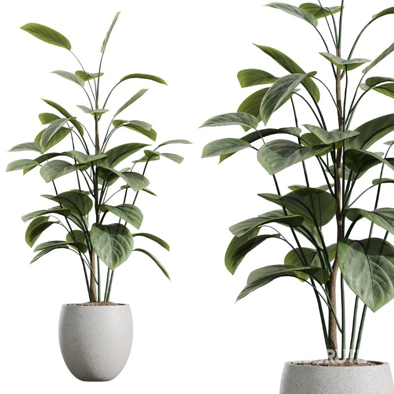 AV Indoor Plants Set 436 Ficus lyrata Areca Cat Reed Palm Ficus Elastica Olive tree Ficus macrocarpa Image 2