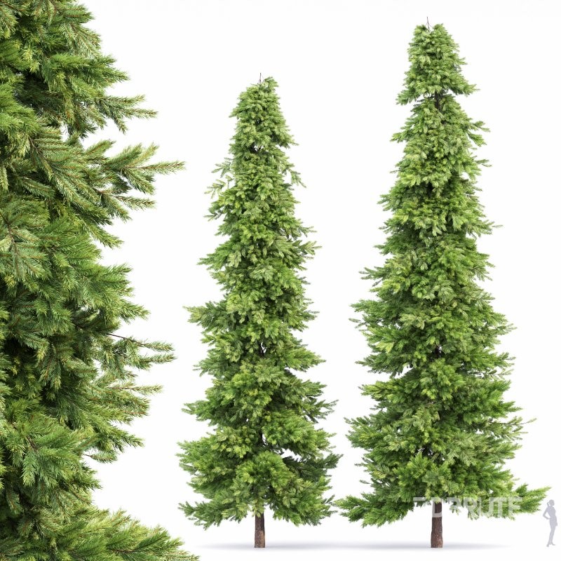 AV Spruce and Mediterranean Cypress 3Trees Image 2