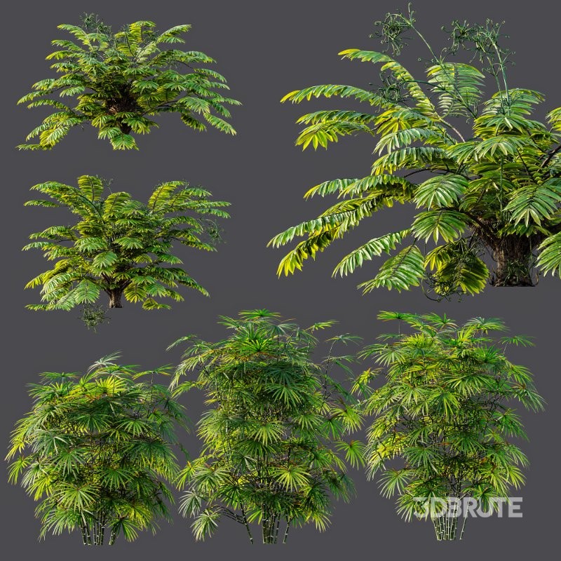 AV Angiopteris Fokiensis Fern Forest and Rhapis Excelsa Image 12