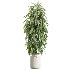 AV Indoor Plants Set 426 Ficus Fig Warneckii Sansevieria Orange - Thumbnail 5