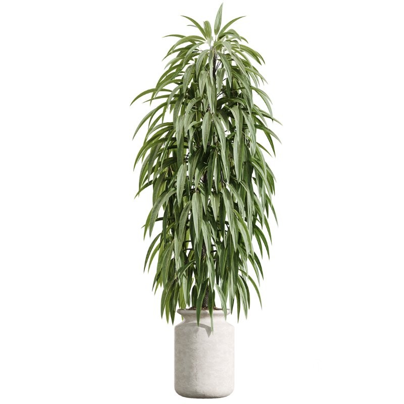 AV Indoor Plants Set 426 Ficus Fig Warneckii Sansevieria Orange Image 5