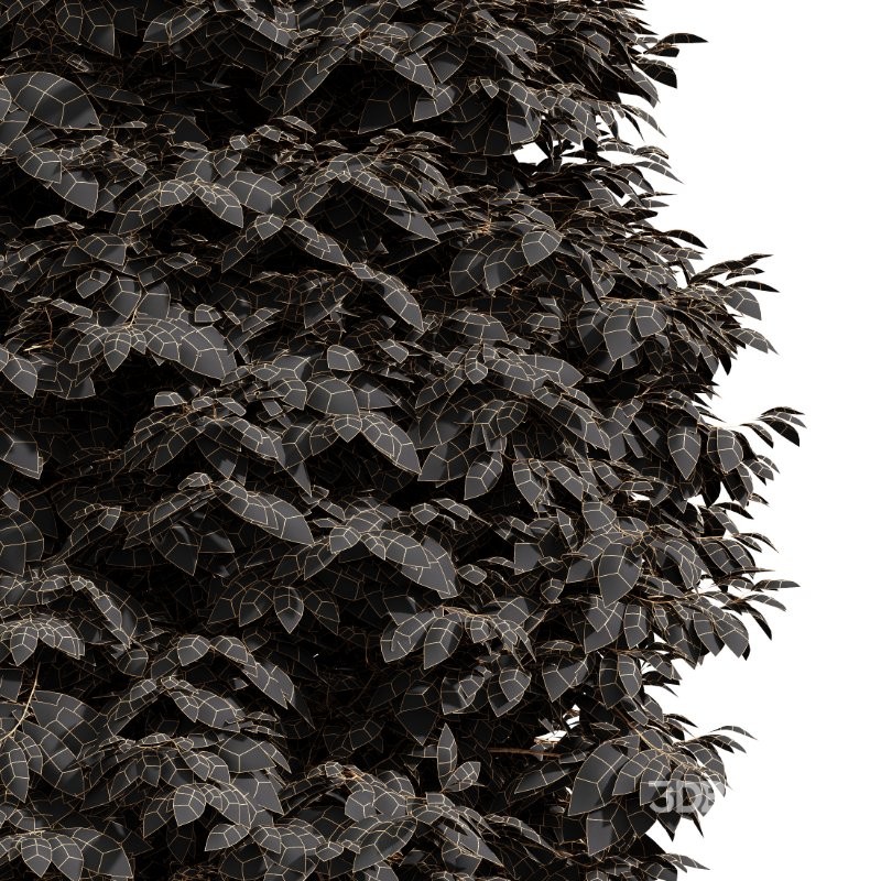 AV Metasequoia glyptostroboides and Birch 3 trees Image 7