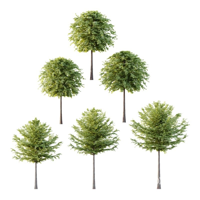 Diffrent Tilia platyphyllos Tree 003 Image 1