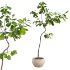 Curved Indoor Ficus Tree in Light Stone Pot - Thumbnail 4