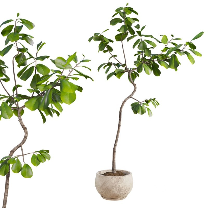 Curved Indoor Ficus Tree in Light Stone Pot Image 4
