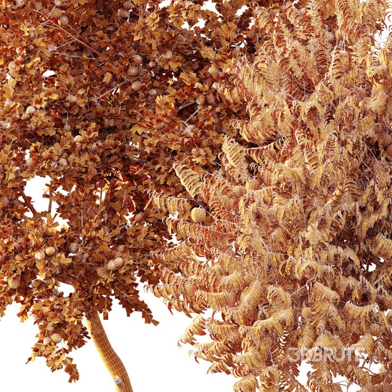 AV fruit trees Amygdalus Persica Peach and Orange tree Image 7