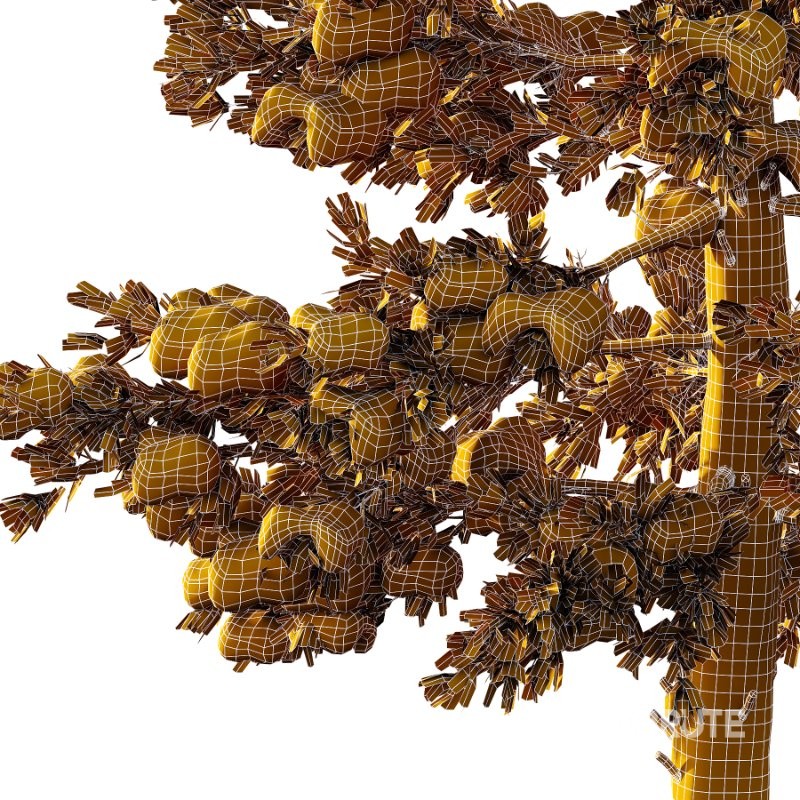 Douglas Fir Winter Tree 01 Image 3