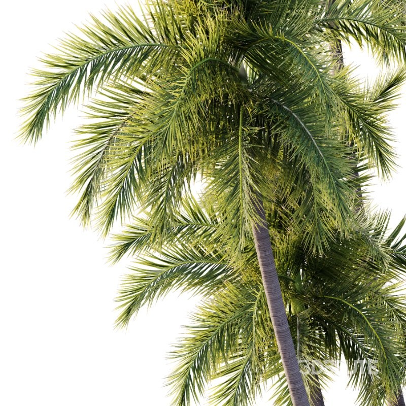 Roystonea Regia Tree 08 Image 3