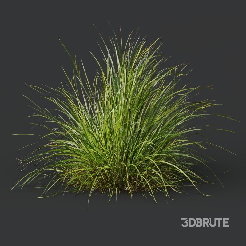 ntal grass set featuring Molinia Caerulea ‘Heidebraut’ (Kleines Pfeifengras) and Carex Elata ‘Aurea’. This combination blends the tall, upright flowering stems of Molinia with the dense, arching, golden-green foliage of Carex, creating a balanced and visually rich planting that works beautifully in contemporary gardens, parks, naturalistic landscapes, and architectural visualizations. Image 8