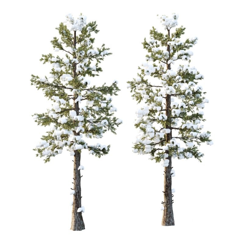 Douglas Fir Winter Tree 02 Image 1