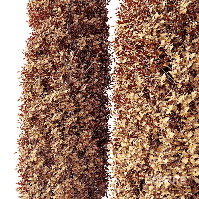 AV Calluna Vulgaris Helena Summer Broom Heather Garden Girls and Concinna Bonsai Pruned Image 10