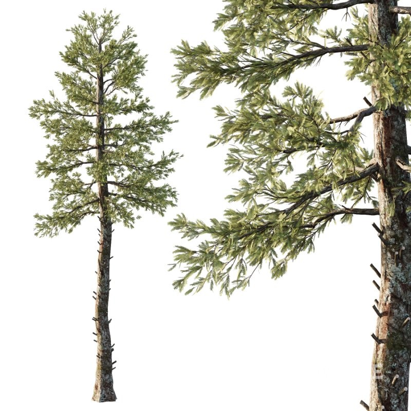 Douglas Fir Tree 01 Image 4