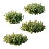 Diffrent Bush 03 Frutices Fortescue Euonymus Pinus Mugo plant - Thumbnail 1