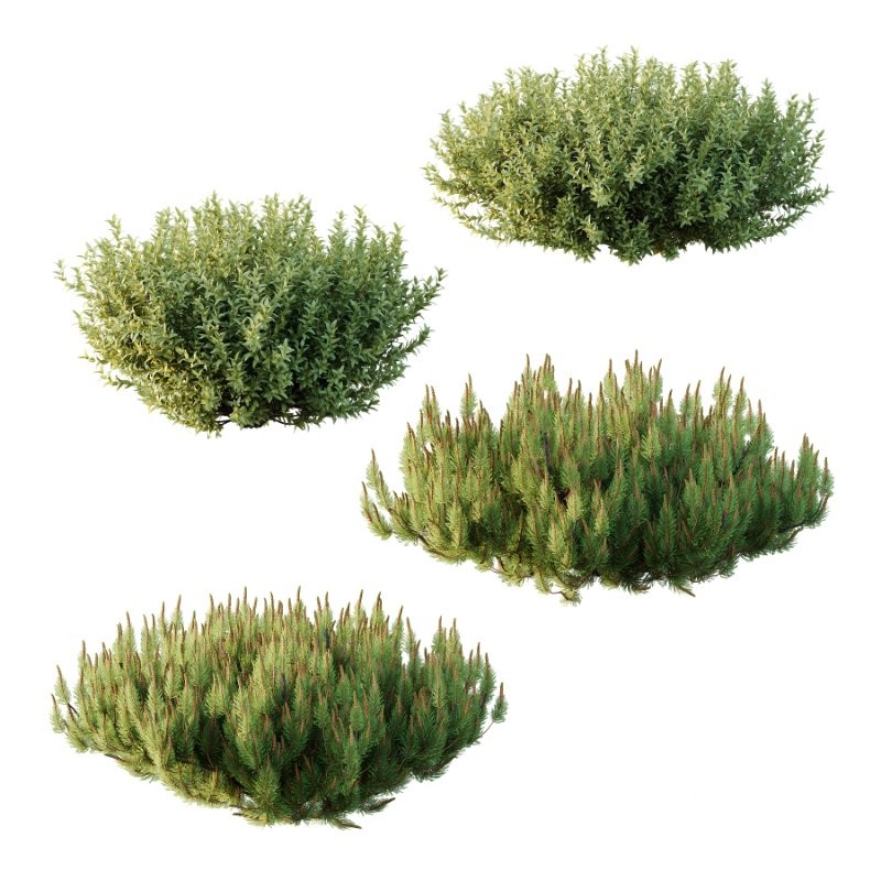 Diffrent Bush 03 Frutices Fortescue Euonymus Pinus Mugo plant Image 1