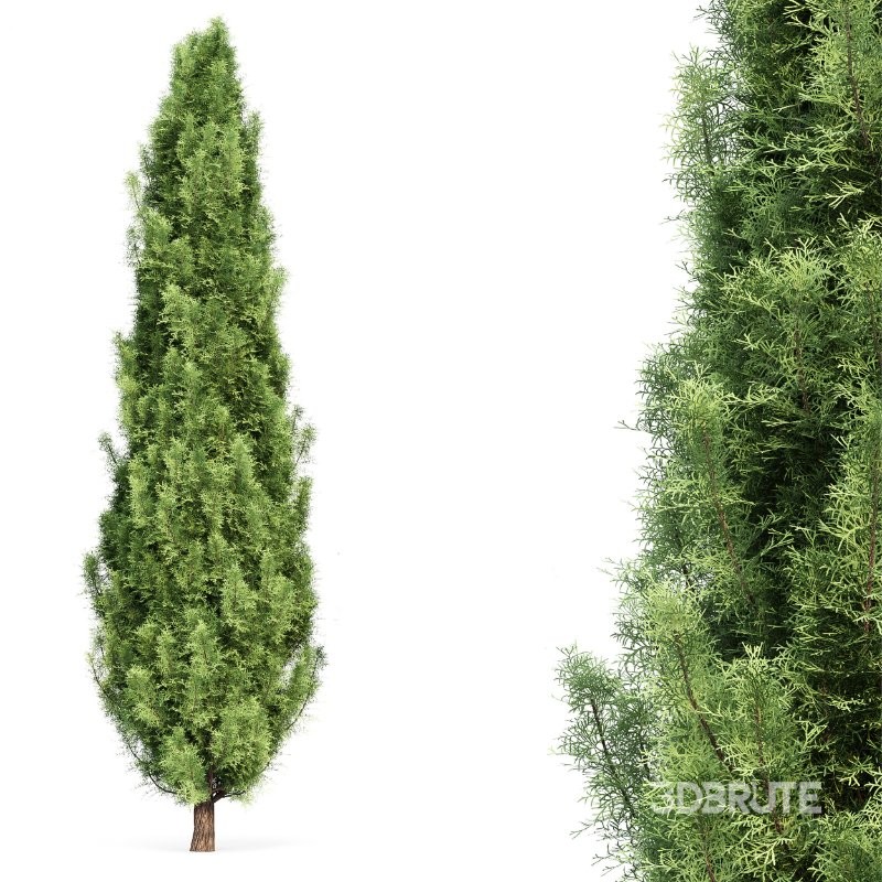 AV Spruce and Mediterranean Cypress 3Trees Image 8