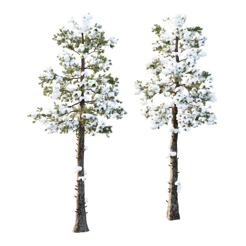 Douglas Fir Winter Tree 01 Image 1