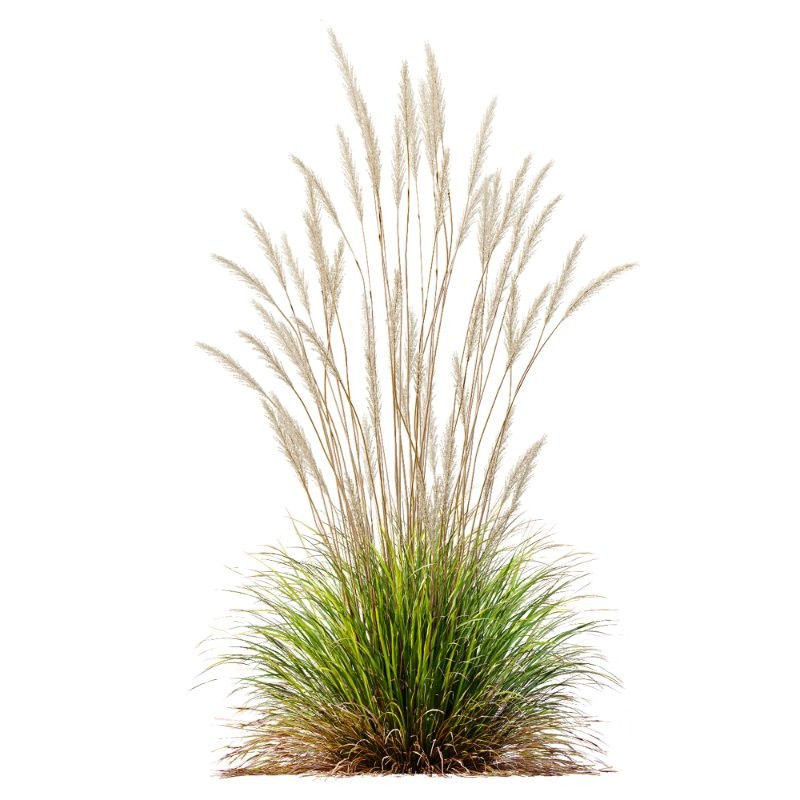 ntal grass set. Featuring the iconic Calamagrostis Acutiflora ‘Karl Foerster’—known for its tall, upright plumes—and the soft, arching forms of Stipa Arundinacea (Anemanthele Lessoniana), this collection captures the subtle beauty and dynamic movement of real-world meadow vegetation. Image 4
